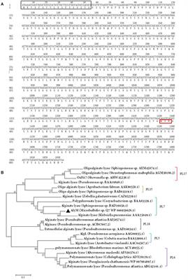 Expression and Characterization of a New PolyG-Specific <mark class="highlighted">Alginate Lyase</mark> From Marine Bacterium Microbulbifer sp. Q7